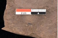 Foto (Detailsansicht) von Quercus palaeoilex Ettingshausen (NHMW-GEO-2024-0188-0809)